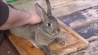 How to Humanely Dispatch a Rabbit