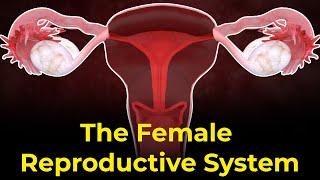 Female reproductive system parts and functions | Ovulation process | Menstrual Cycle