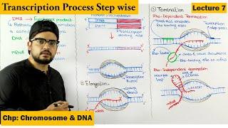 Transcription | Gene Expression | Lecture 7