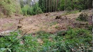 Deforestation (short clip)
