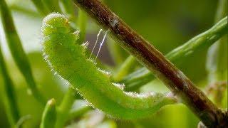 Caterpillar Cocoon Timelapse | BBC Earth