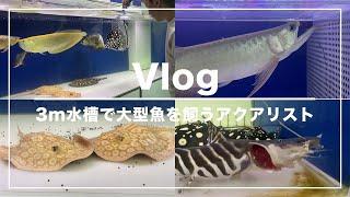 【Vlog】3m水槽2本で大型魚を飼うアクアリストの日常【Vol.5】