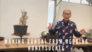 Making Bonsai From Hedging Honeysuckle