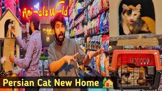 Free Adoption Cat | Free Persian cat new home from Animals World Hamza Aslam