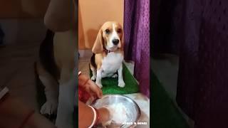 BENJI EAT CURD