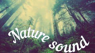 Nature sound effect