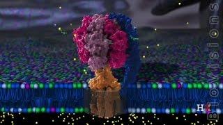 ATP Synthase Structure