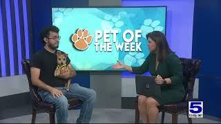 Pet of the Week: Diva, the seven-month-old Terrier mix