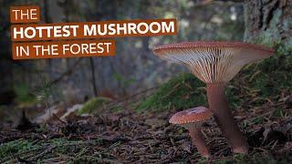 The Hottest Mushroom In The Forest