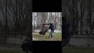 Dog training. Дрессировка немецкой овчарки. #dogtraining #dog #dogs #doglover #shepherd #shepherddog