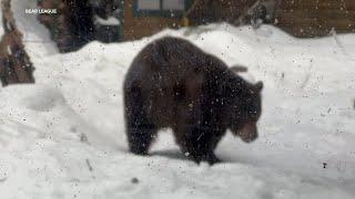 Black bears come out as Sierra snowstorm moves in