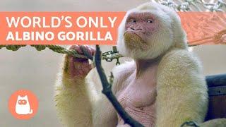 The Only WHITE GORILLA in the World  (Snowflake) ️