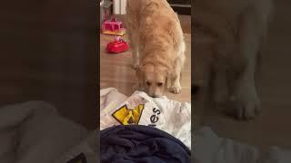 My dog is dumb #subscribe #4u #ytshorts #dog #fyp #goldenretriever #meme #memes