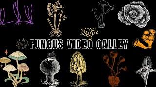 25 Common Fungus: Exploring Nature | Examples of 25 Fungi #biologyexams4u