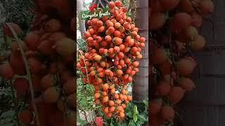 Bulk amout of fruits in Caryota tree | Fishtail Palm | Ambi's Green Life #palmfruit #palm #caryota