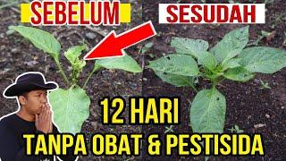 Keriting Daun Cabai SEMBUH Tanpa PESTISIDA