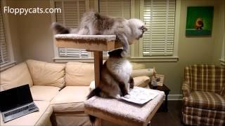 Cat Trees for Large Cats: Cats Receive Cat Power Tower Modern Cat Tree for Review - ねこ - Floppycats