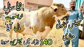 Bhains Colony Mandi Karachi Cattle Rates Update | 1 January 2025 | Cow Mandi 2025