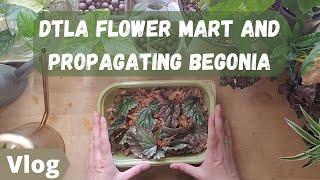 HOUSEPLANT VLOG | DTLA Flower Mart shopping, plant haul, and how I propagate Begonia