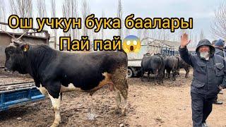 ОШ УЧКУН МАЛ БАЗАРЫ БУКА БААЛАР ПАЙ ПАЙ 2025 ж 9 март