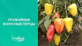 Урожайные конусные перцы, какие они. Рассказывает главный агроном «СеДек» Анатолий Иванович Осихов