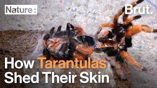 How Tarantulas Shed Their Skin