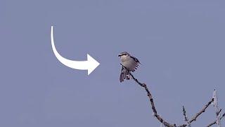 Small but extremely fierce - Northern Shrike