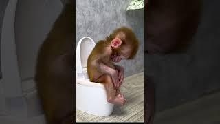 Baby monkey Yumy goes to the toilet @BabyMonkeyYumy e#monkey #animals #monkeybaby #short