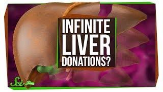 Can You Keep Donating and Regrowing Your Liver?