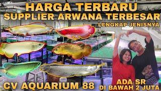 Review HARGA ARWANA TERBARU Di SUPPLIER ARWANA LENGKAP JENIS JENIS IKAN ARWANA CV Aquarium 88