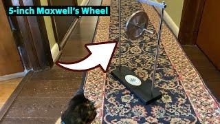 United Scientific MAXW01 Large Maxwell's Wheel Science Toy Tested ⭐ Gadgetify