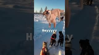 Woof woof  #meme #funny #husky #lapland #dogsled #dogs #holiday