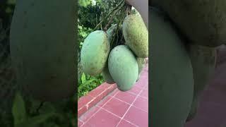 How to grow mangoes grafting new idea mango #gardenfarm #grafting #plants #farmer #garden #mango