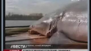 Акула заплыла в Неву Shark in Neva river