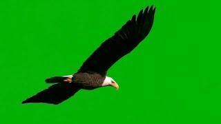 EAGLE SLOW MOTION  green screen