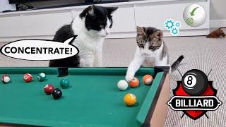 Cat Teaches Kitten To Play Billiards