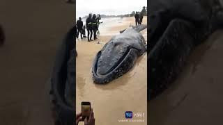 Washed up whale in Lagos beach//Nigeria