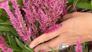 New Celosia Variety