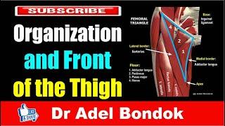 Anatomy of the Front of the Thigh, Dr Adel Bondok