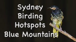 Sydney Birding Hotspots - #24 Blue Mountains