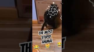 The Funniest Cats Video  - Rofl Cats 8 #shorts