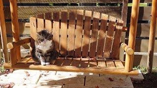 Maru looks at the autumn leaves on the swing.