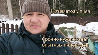 Нозематоз пчел. Срочно нужен совет опытных пчеловодов.