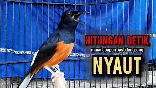 murai batu gacor AMPUH buat PANCINGAN murai batu agar bunyi JADIKAN burung murai gacor EMOSI NYAUT