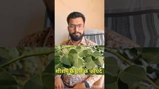 शीशम के पत्ते खाने के फायदे #shorts #drajaysinghbaghela #sheesham #youtubeshorts #shortsvideo