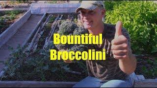 Broccolini: A Great Alternative for Short Growing Seasons