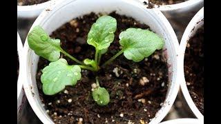 How To Grow Pansies And Violas From Seed-Watering, Thinning, Hardening Off-Episode 2