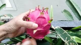 Harvesting first dragon fruit in my plant |Preethi Reddy Vlogs