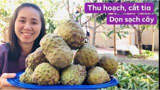 Chia Sẻ Cách Cắt Tỉa Cành và Thu Hoạch Mãng Cầu Vườn Nhà LeydenTV