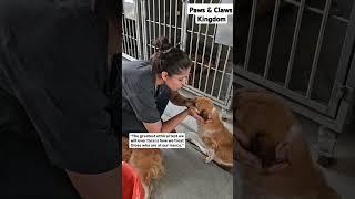 Be merciful with those who are at our Mercy | Paws & Claws kingdom #shortsvideo #animals #pets